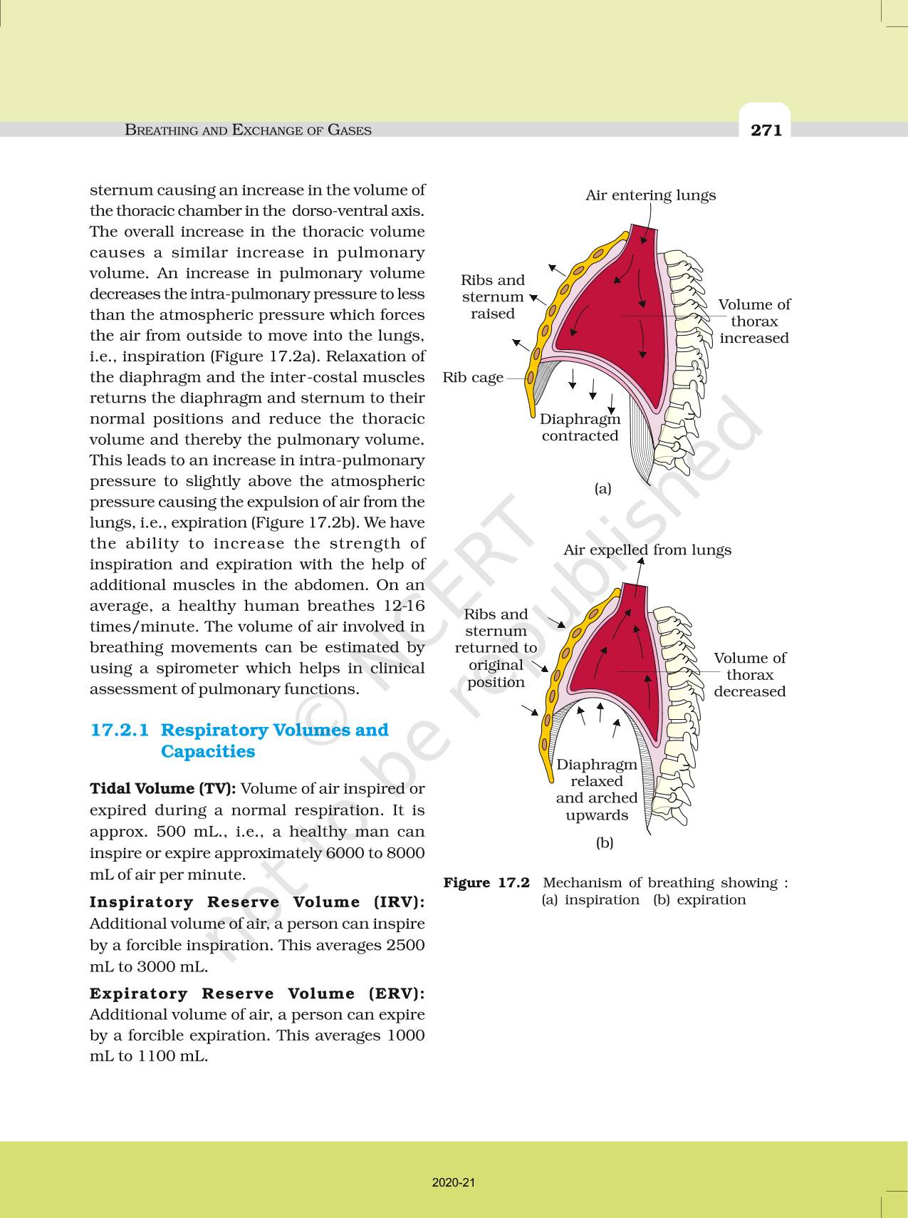 Breathing And Exchange Of Gases - NCERT Book Of Class 11 Biology